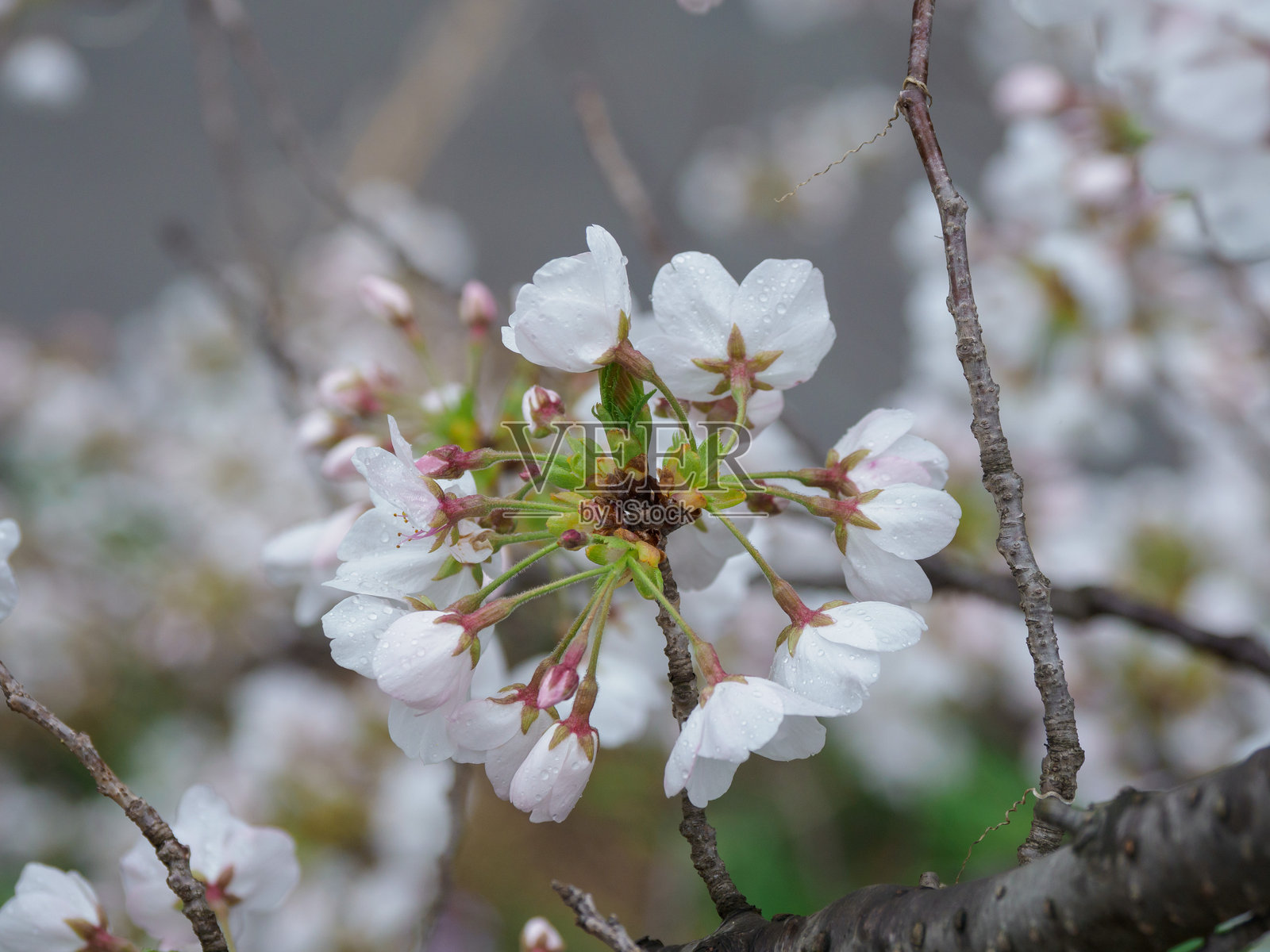樱花照片摄影图片