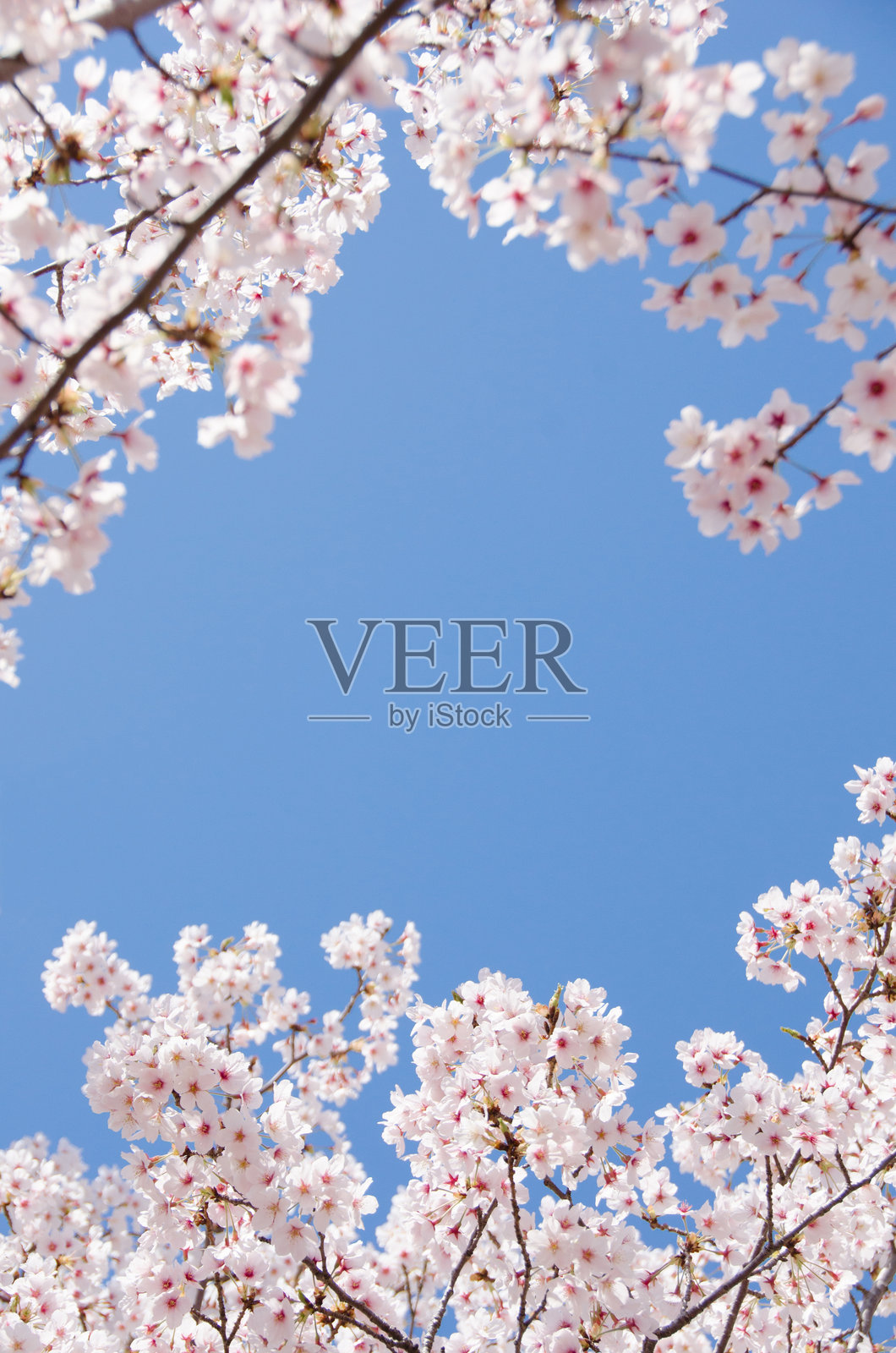 樱花盛开照片摄影图片