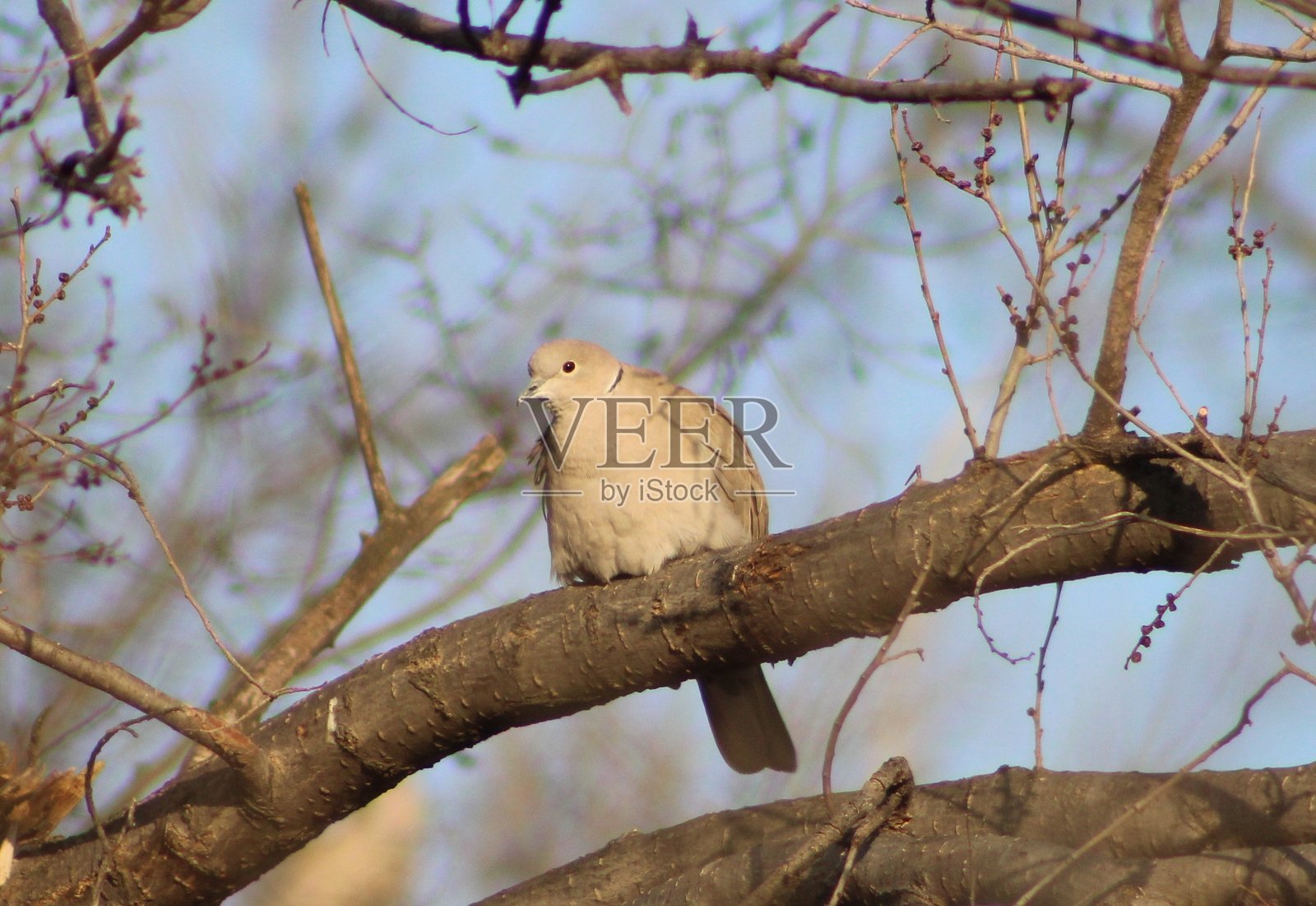 欧亚鸽照片摄影图片
