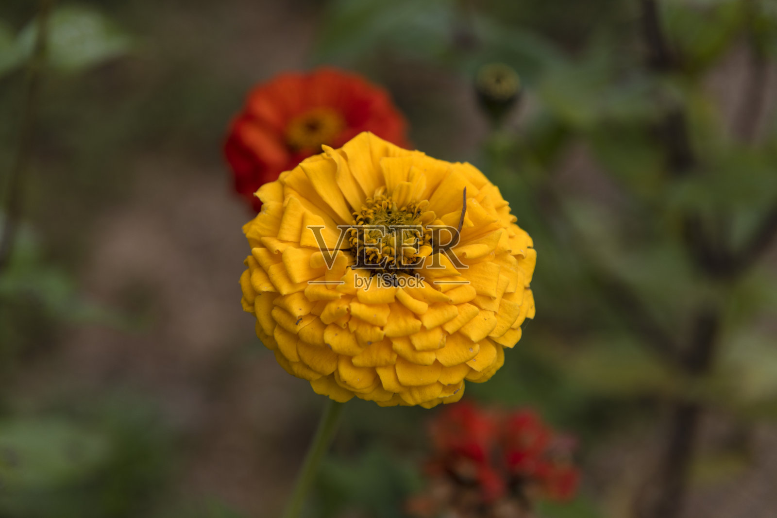 百日草花的特写镜头照片摄影图片