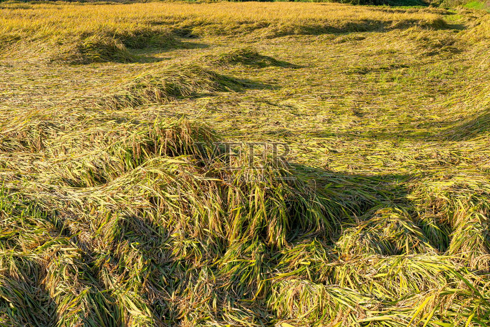 被风雨破坏的稻田。照片摄影图片