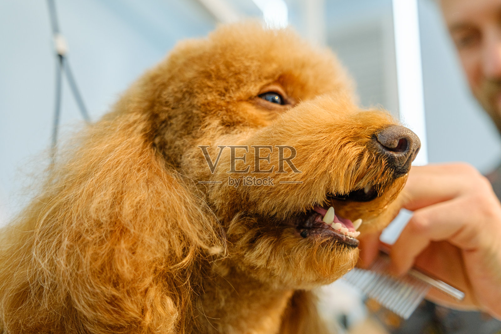 在一家宠物美容沙龙，一位中年男性美容师正在为一只可爱的贵宾犬梳理毛发。照片摄影图片