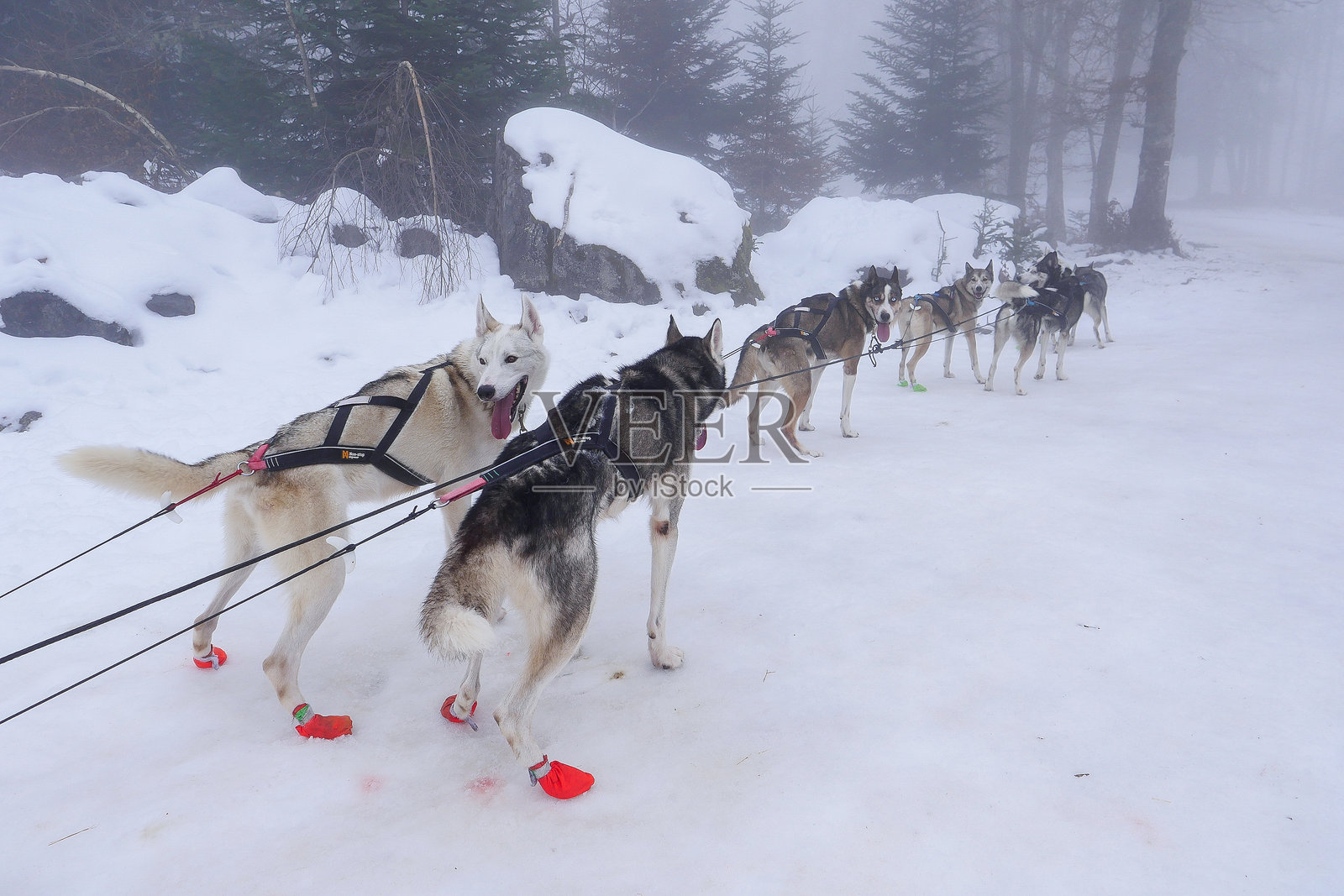 雪橇犬在雾蒙蒙的冬季条件下穿越雪白的风景，进行冒险。照片摄影图片