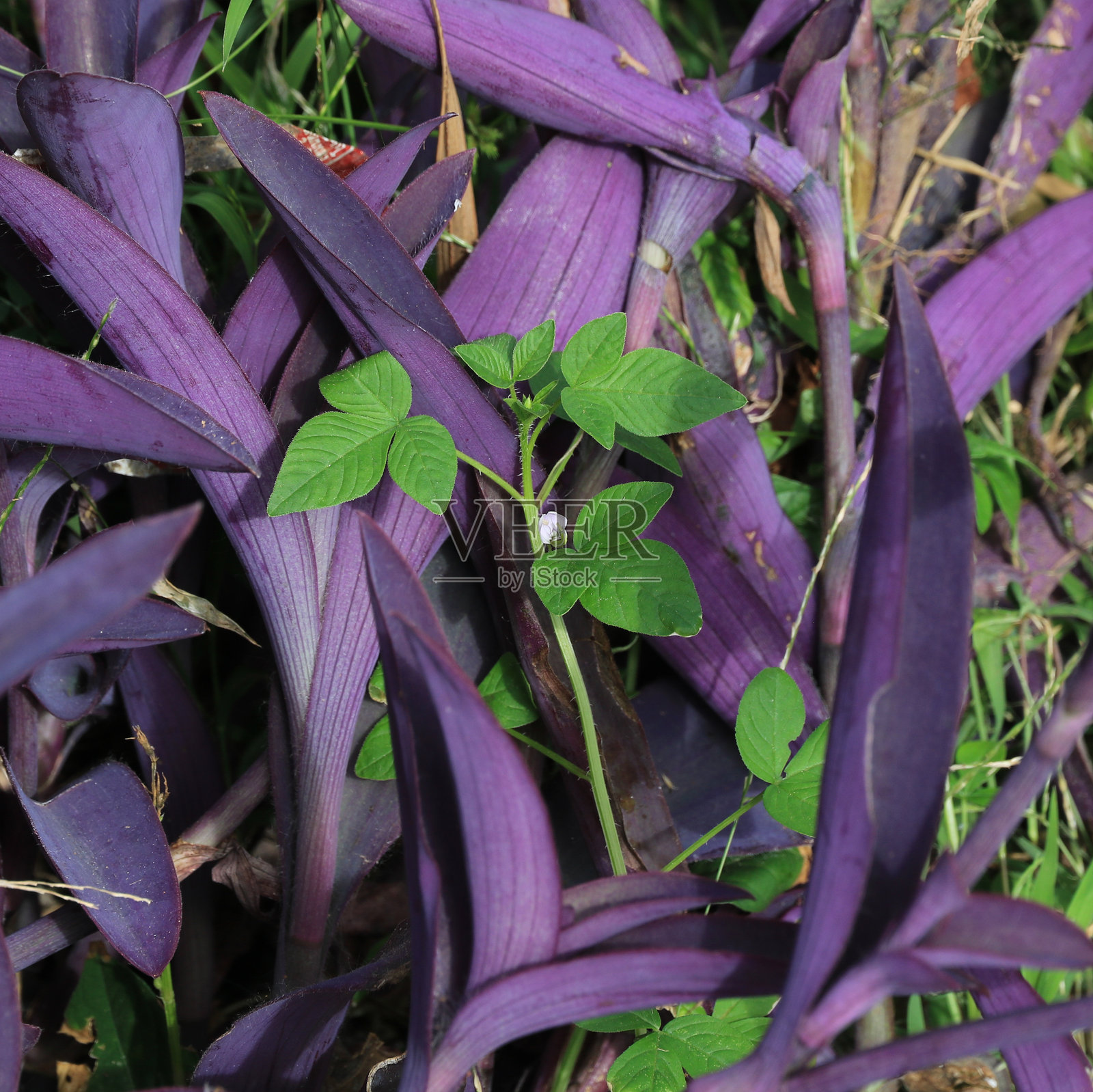 紫露草，生长于泰国的观赏植物。照片摄影图片