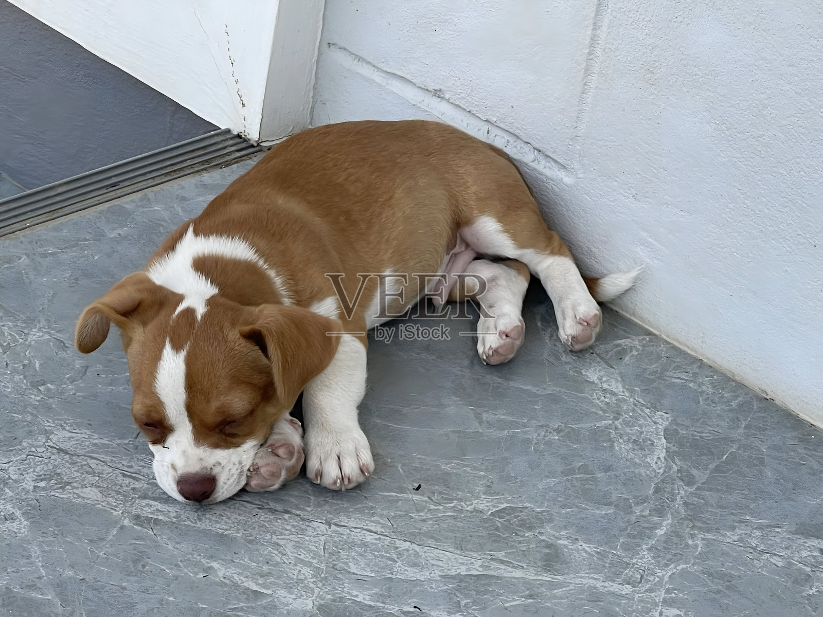 一只棕白相间的小狗正在灰色地板上睡觉照片摄影图片