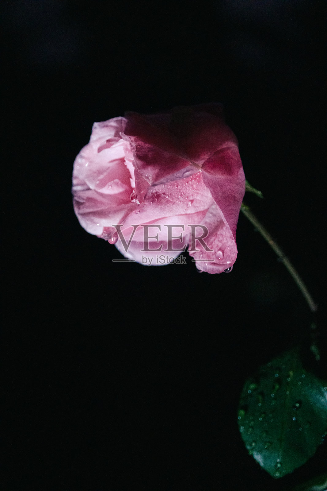 美丽的粉色玫瑰盛开，带有水滴，背景为黑色照片摄影图片