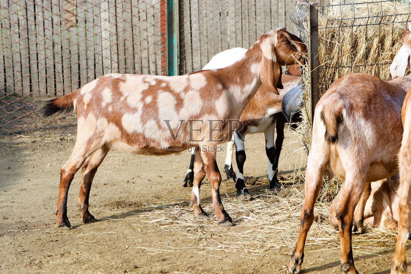 迷人的山羊在美丽的田园农场环境中悠闲地吃草，四周环绕着自然风光照片摄影图片