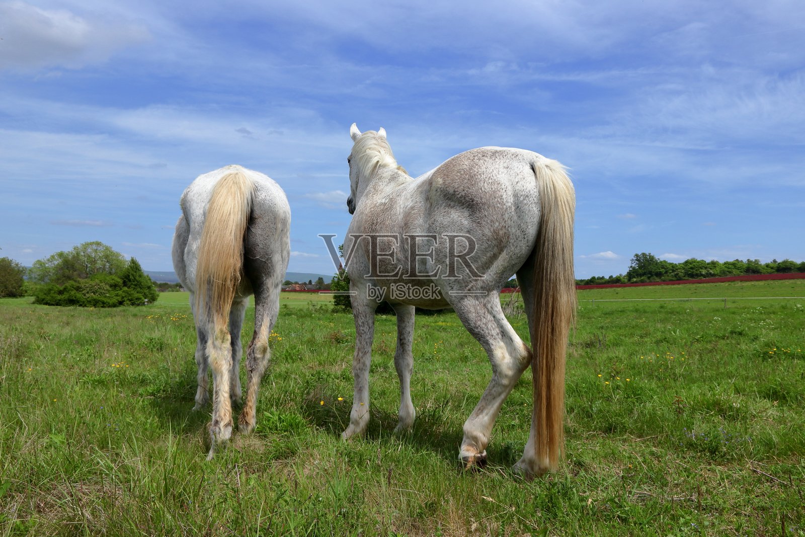 雄伟的白马。照片摄影图片