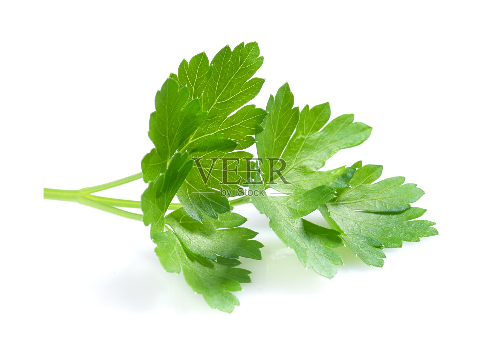 新鲜的香 parsley 叶子在白色背景上照片摄影图片