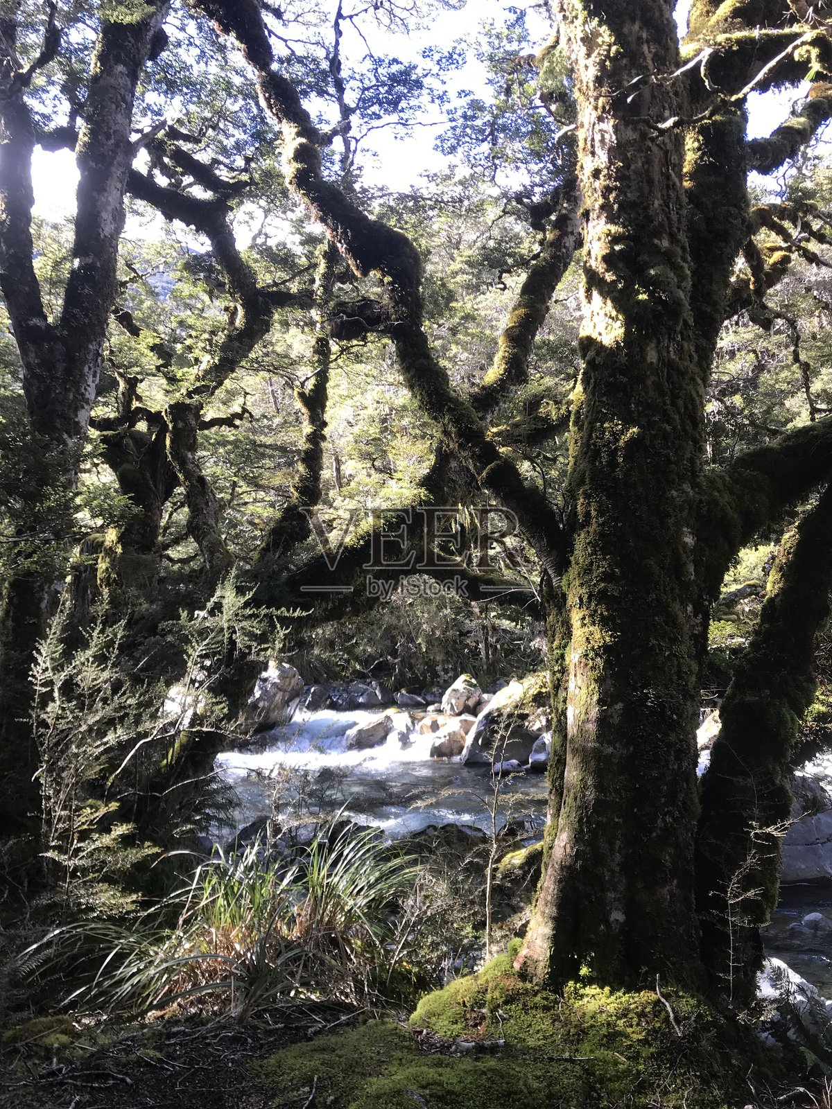 森林树木照片摄影图片