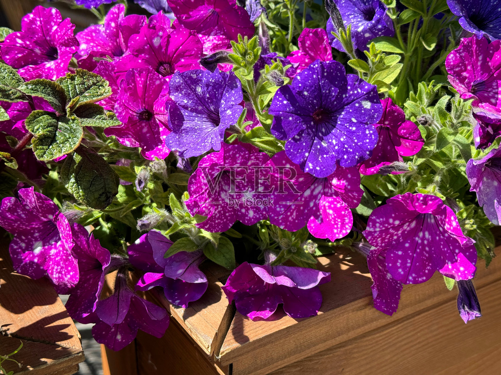 紫色粉色的阿特金斯海浪花。照片摄影图片