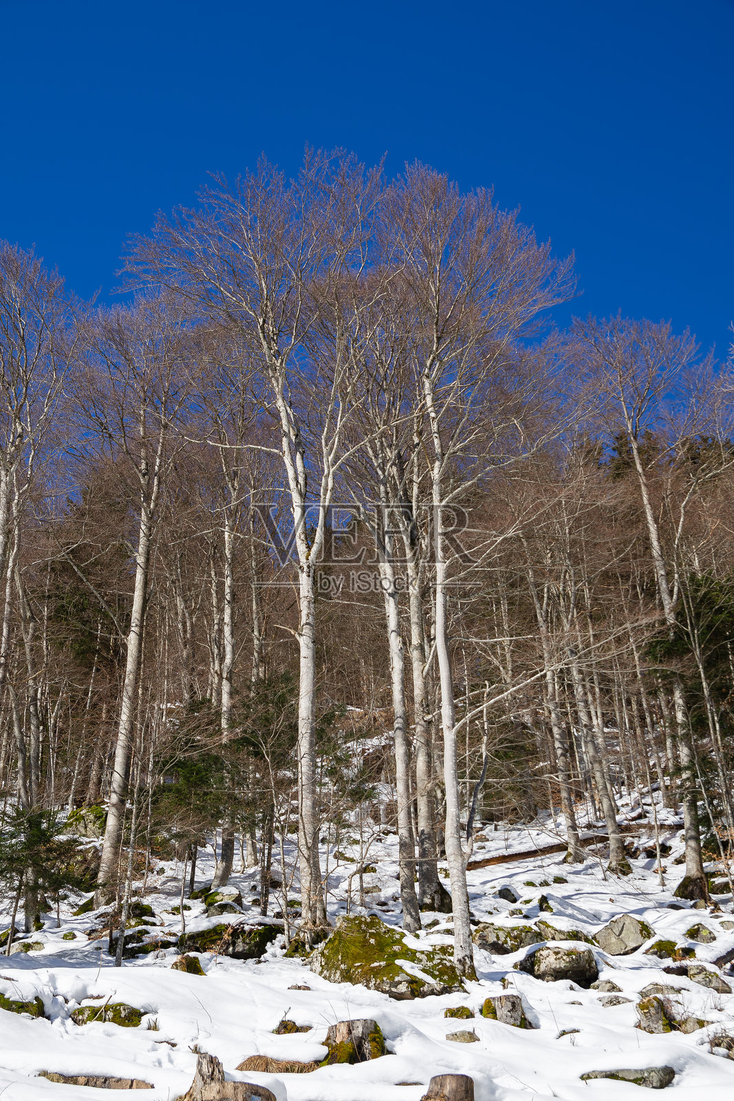 雪覆盖的山坡上光秃的树干。照片摄影图片