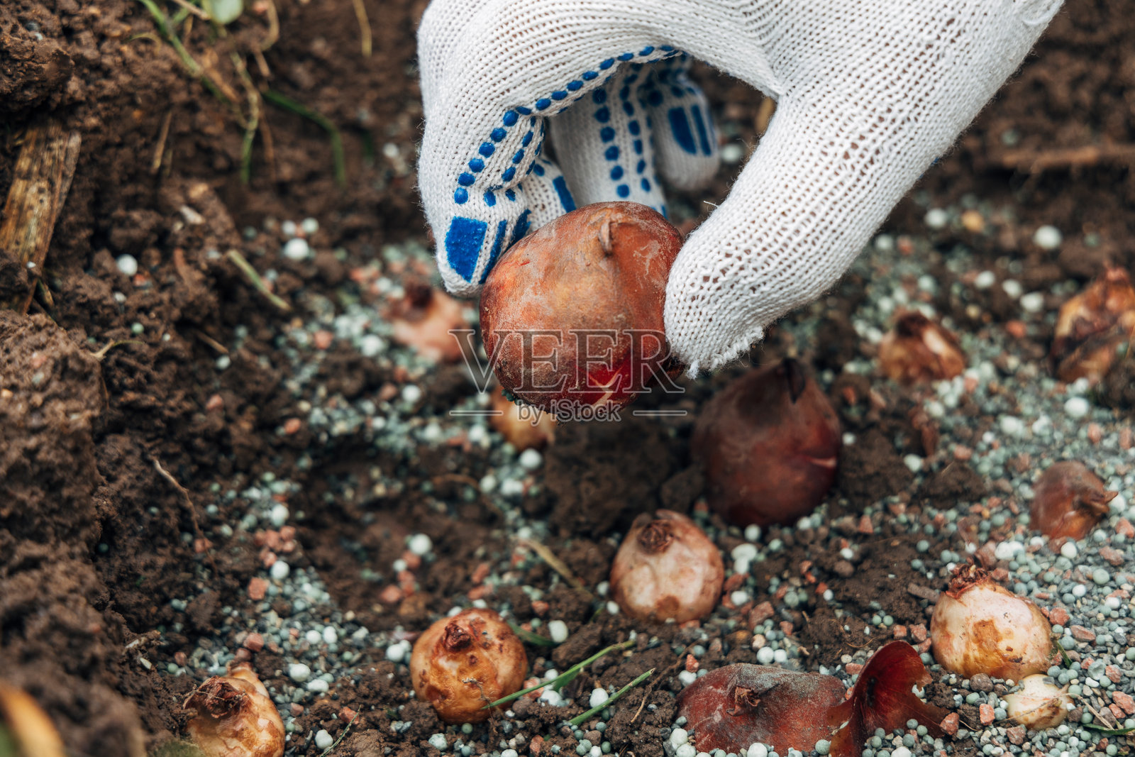 手握郁金香球茎，准备种植在土壤中照片摄影图片