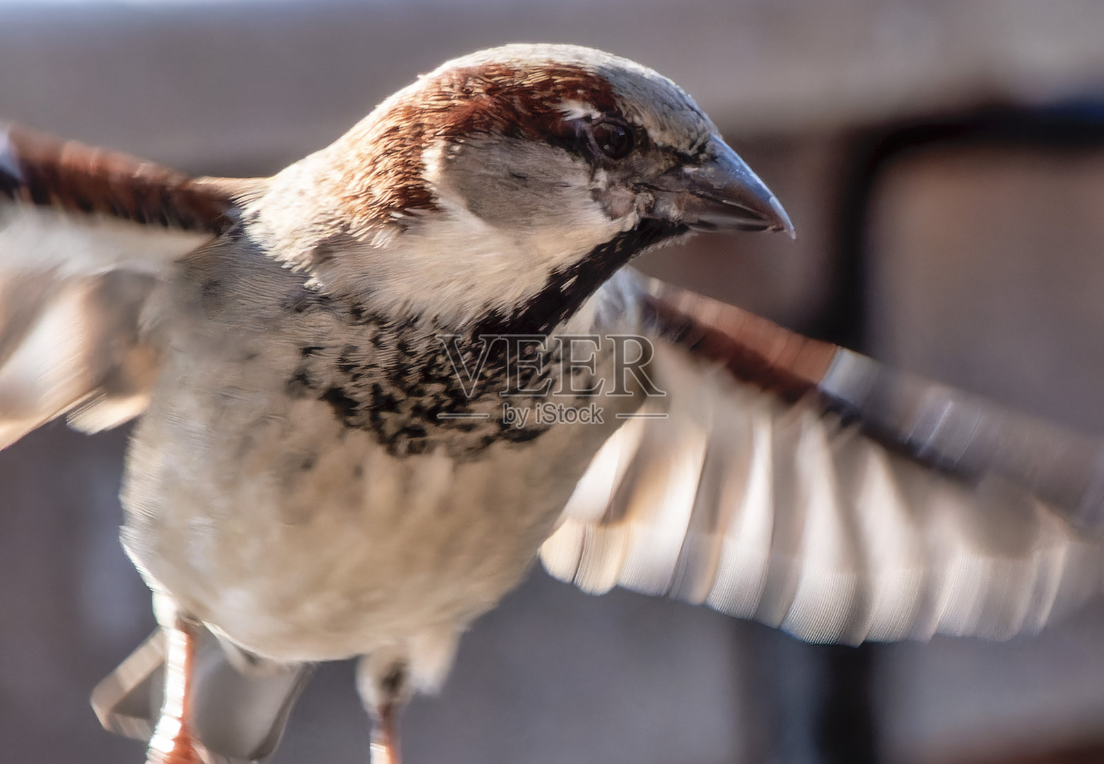 鸟在后院的甲板上飞翔照片摄影图片