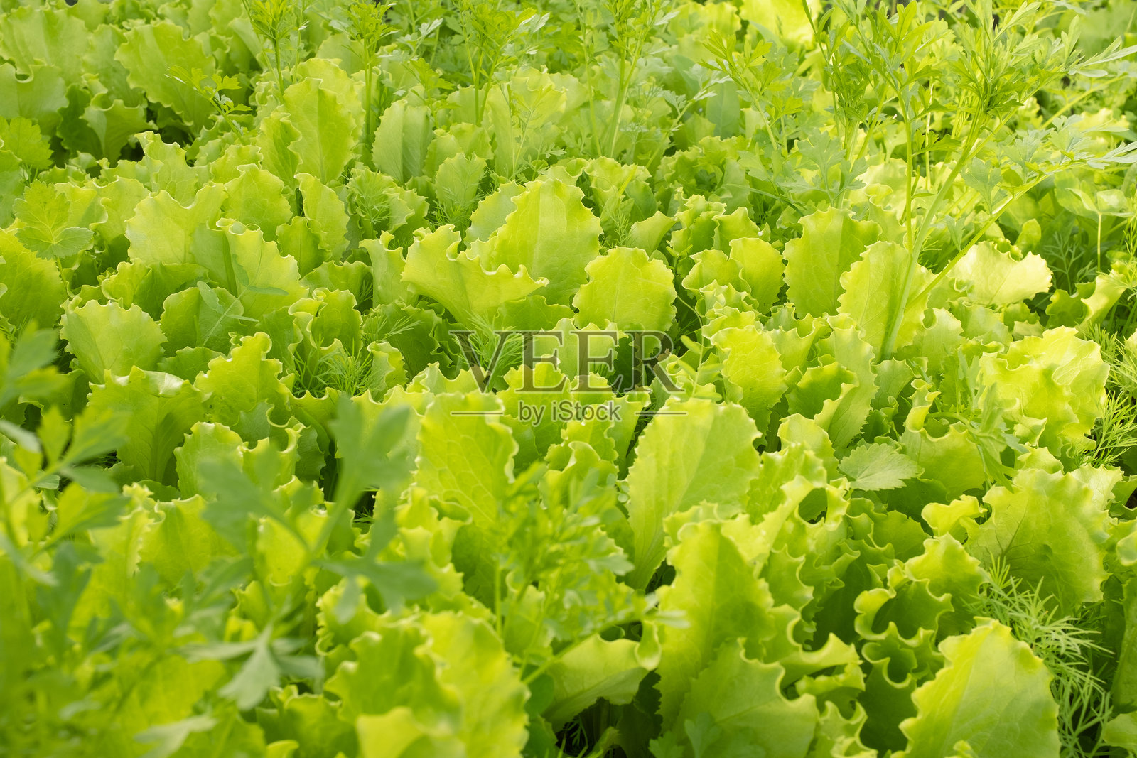 新鲜绿色生菜叶的背景。生的绿色叶菜。适用于海报、日历、帖子、屏保、壁纸、明信片、横幅、封面、网站的沙拉植物。高质量照片。照片摄影图片