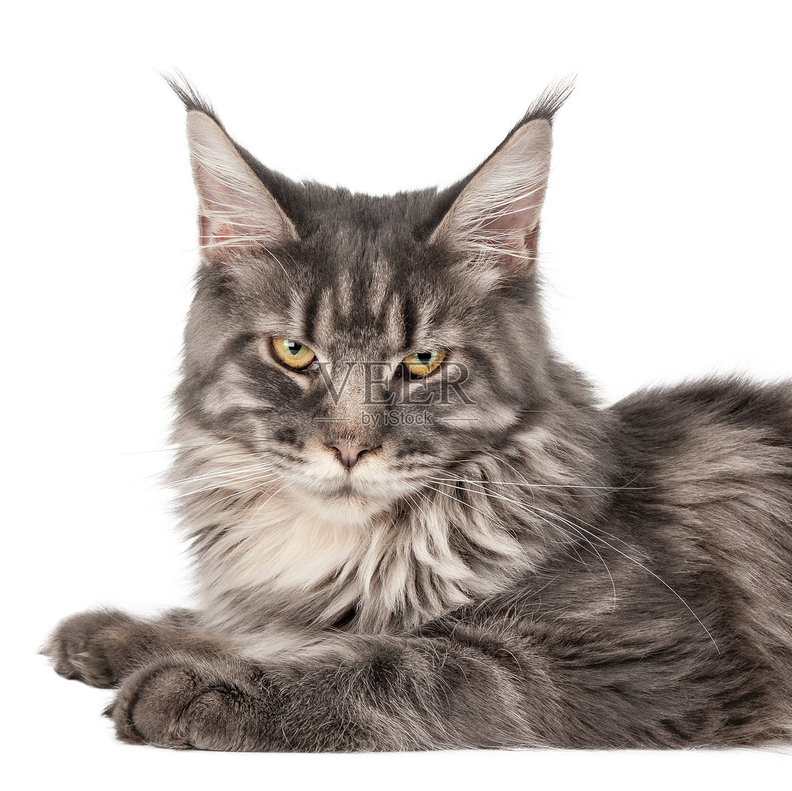 特写孤立的灰色缅因猫照片摄影图片