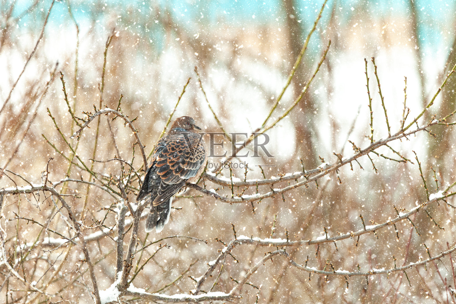 韩国庆尚南道哈曼郡的雪景社区照片摄影图片