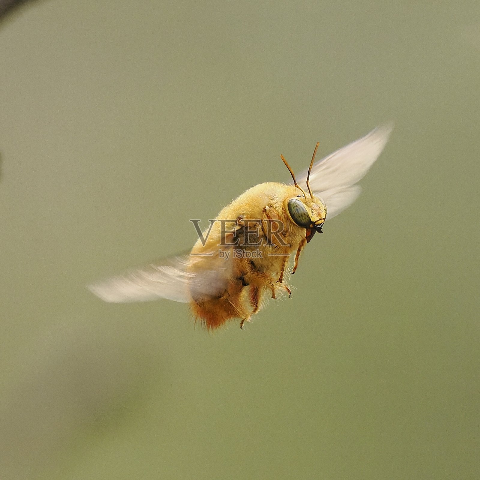 一只八月的木蜂在飞行中照片摄影图片
