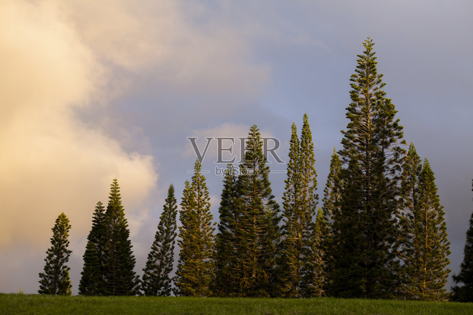 山谷中的高大夏威夷松树照片摄影图片