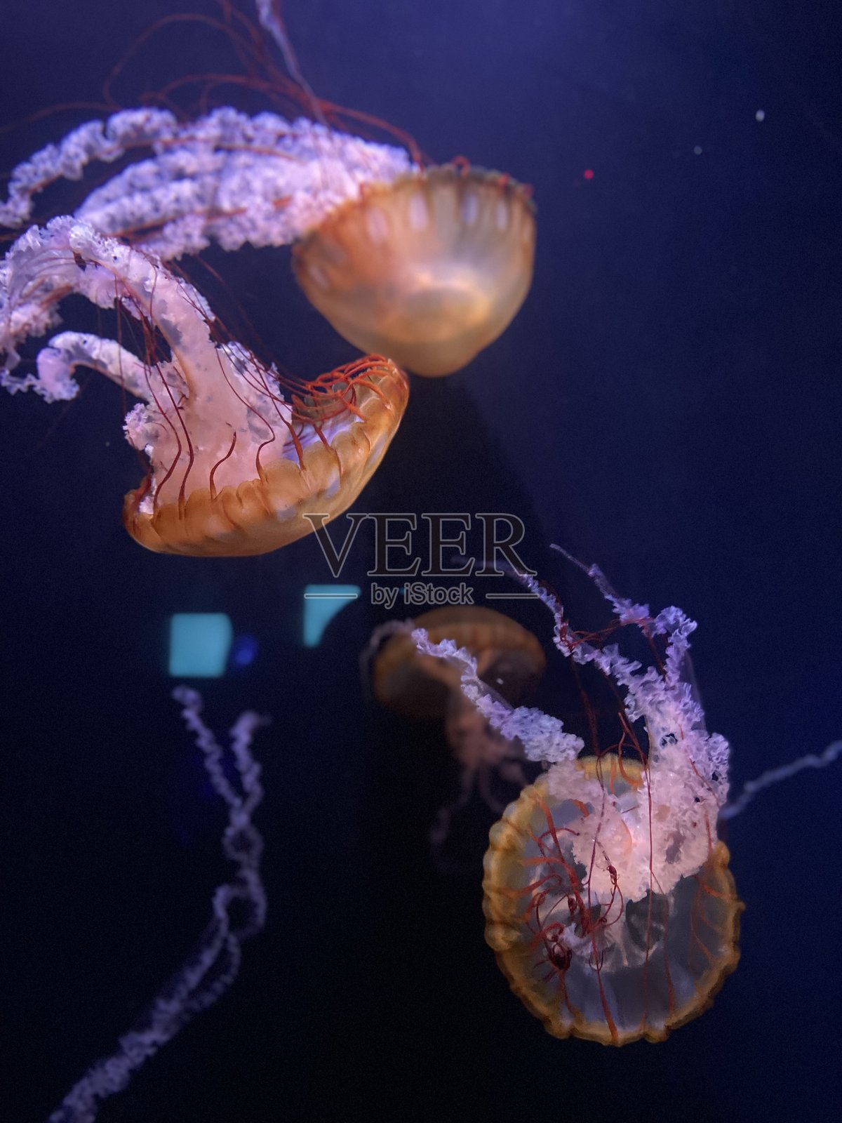 果冻照片摄影图片