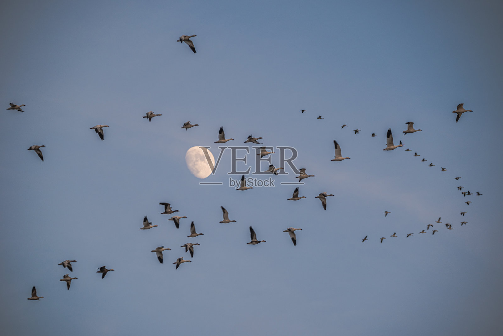 黄土高原野生动物照片摄影图片