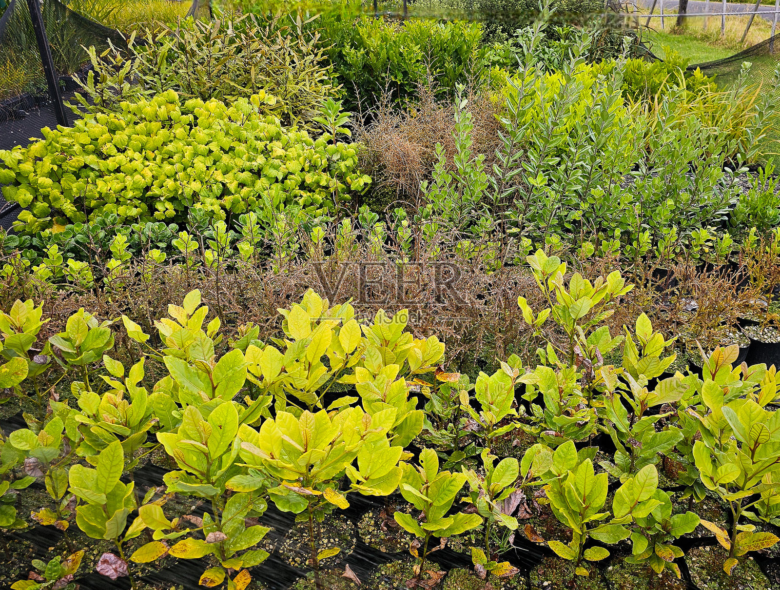 新西兰奥特亚罗阿本土植物种类混合在苗圃中照片摄影图片