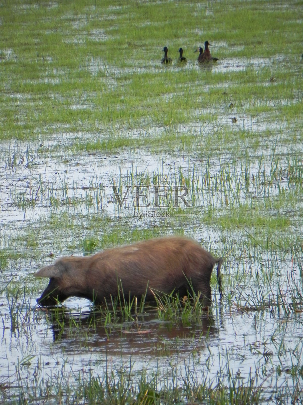 沼泽地照片摄影图片