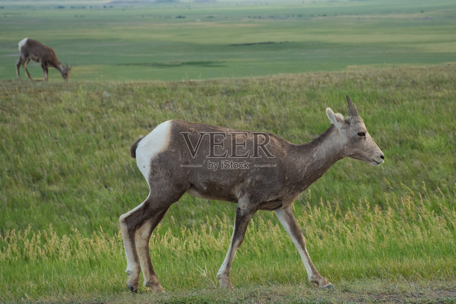巴德兰地区的长角羊照片摄影图片