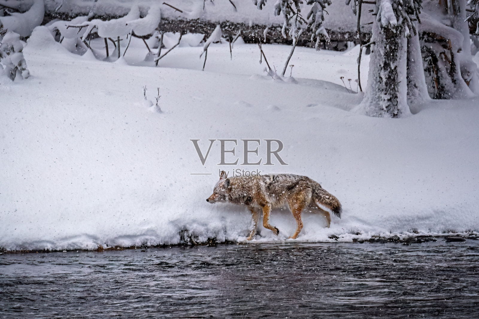 在蒙大拿州，暴雪并未阻止土狼寻找食物。照片摄影图片