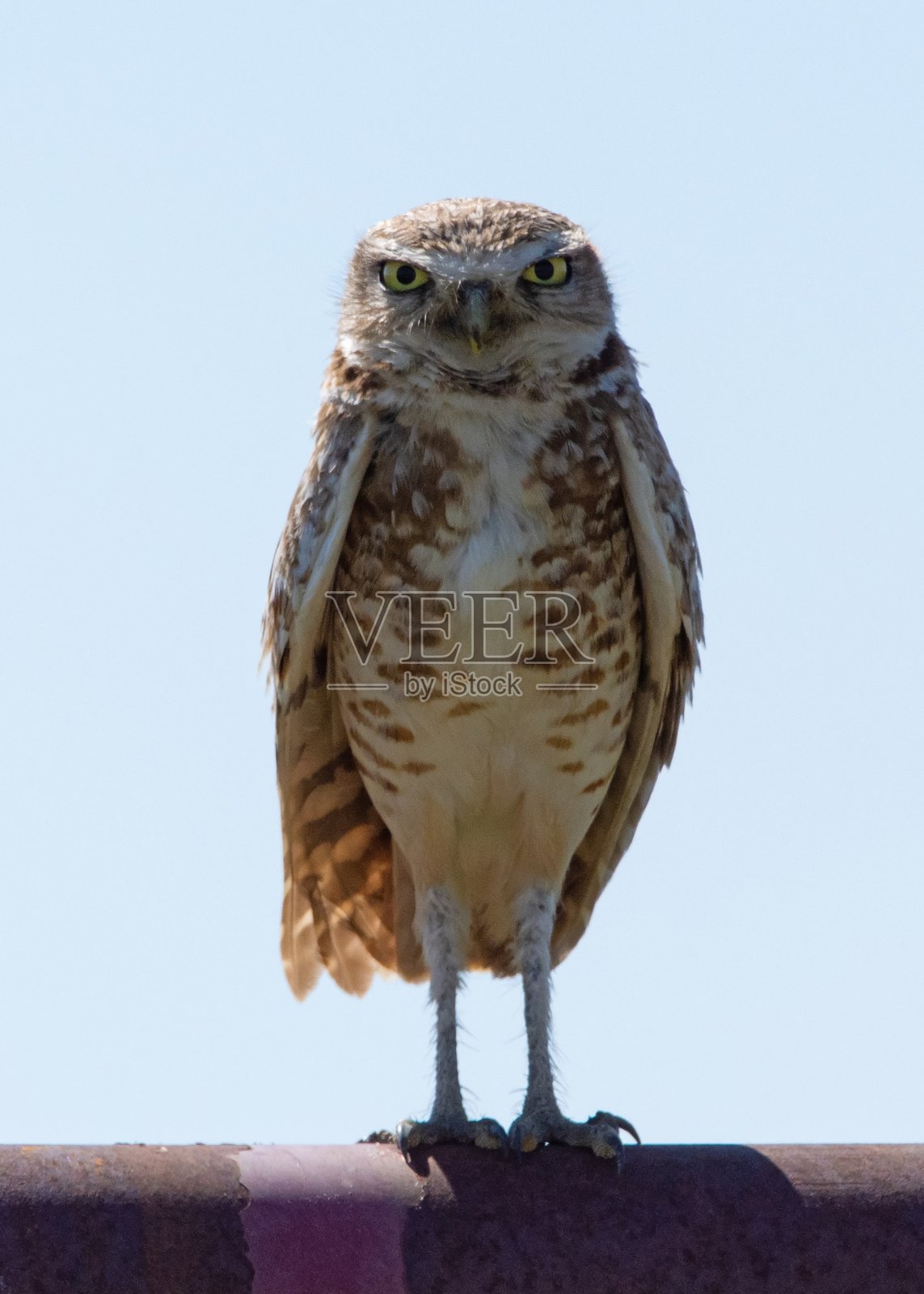 洞穴猫头鹰照片摄影图片