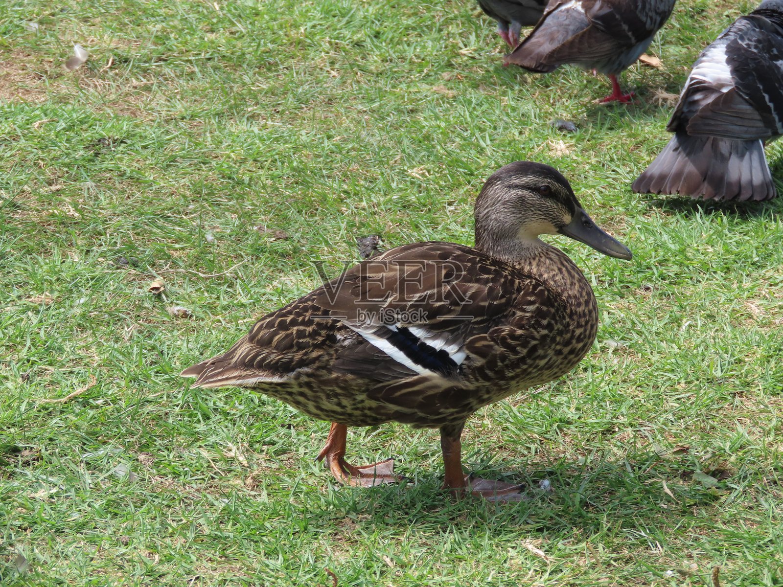 一只在奥克兰鸟类保护区的女性新西兰本土鸭，拥有非常深色的镜羽。照片摄影图片