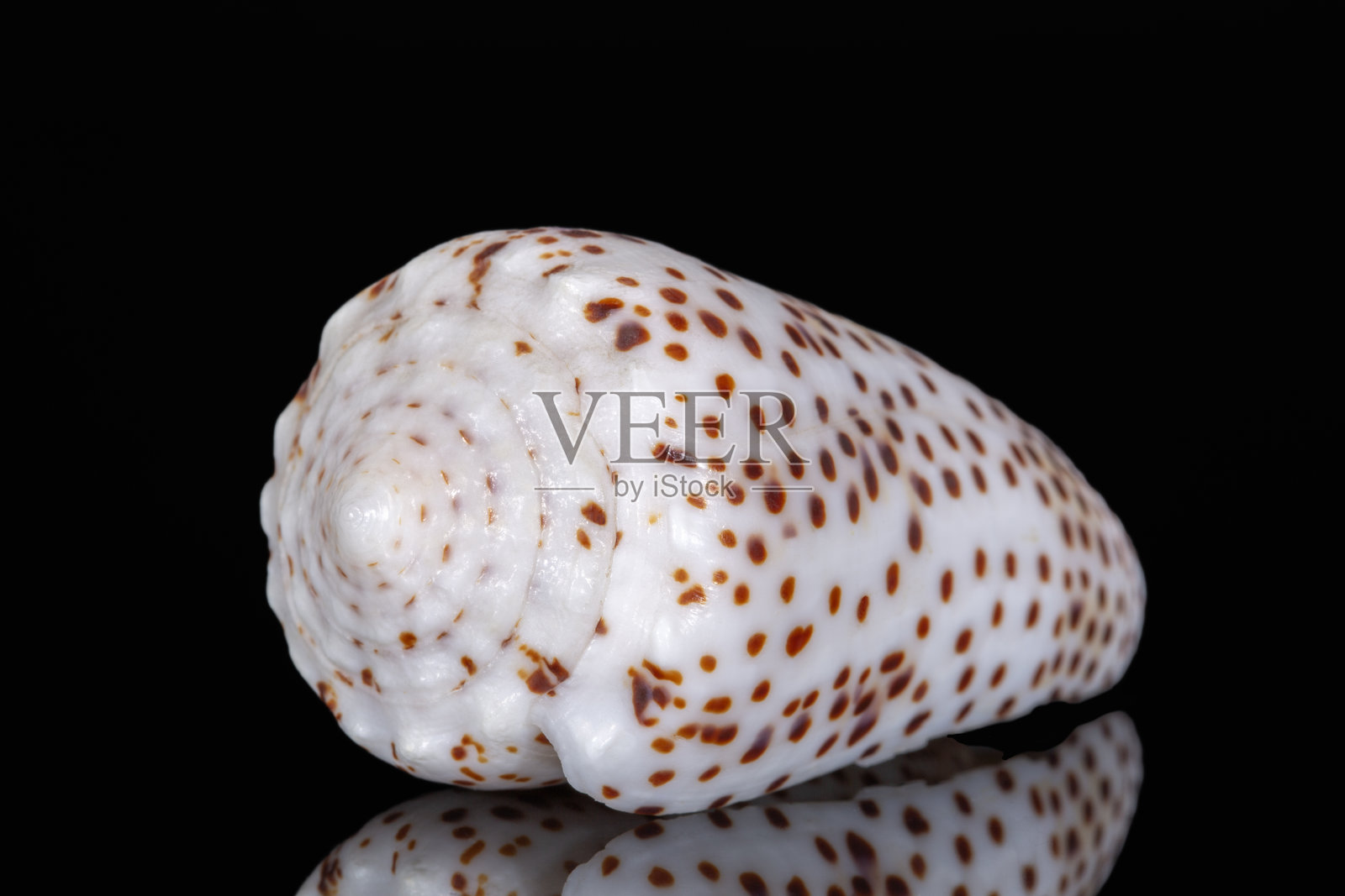 孤立在黑色背景上的圆锥螺（Conidae）单个海螺壳，镜面反射效果照片摄影图片