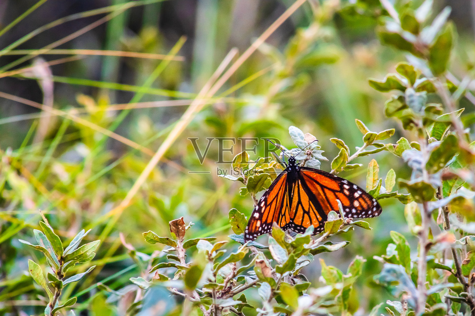 墨西哥州瓦列德布拉沃和米却肯的瓜达卢佩山脉上的丹娜斯·普莱克西普斯，帝王蝶栖息在植物上照片摄影图片