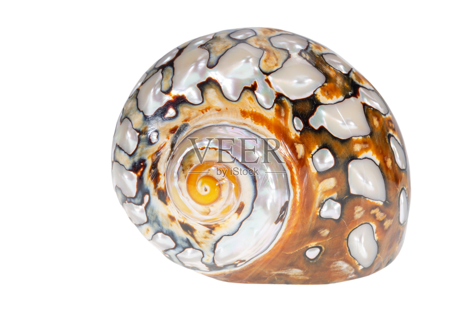 单个珍珠状的海螺壳，属于南非涡螺（Turbo sarmaticus），背景为白色，特写。照片摄影图片