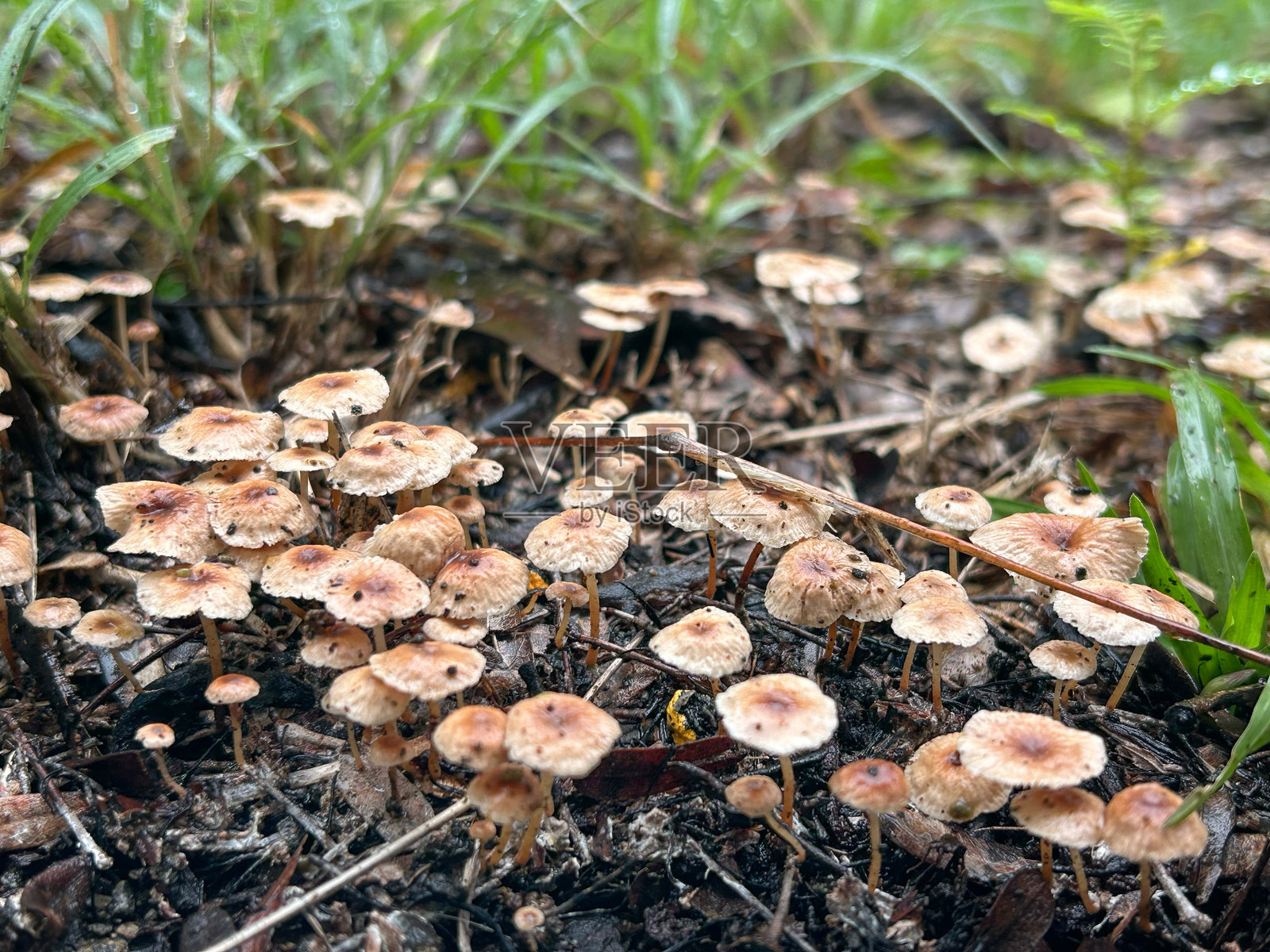 有毒蘑菇氯ophyllum molybdites在泰国草地上自然盛开白色花朵。照片摄影图片