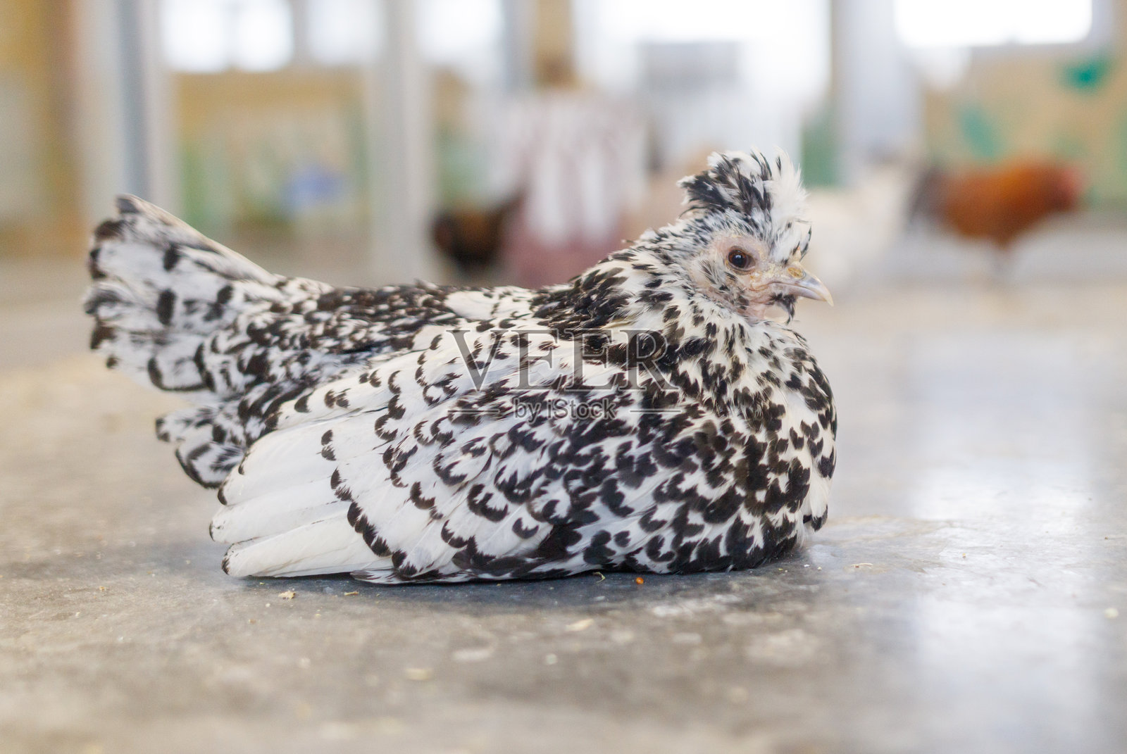 一只小黑白相间的鸡躺在混凝土地面上照片摄影图片