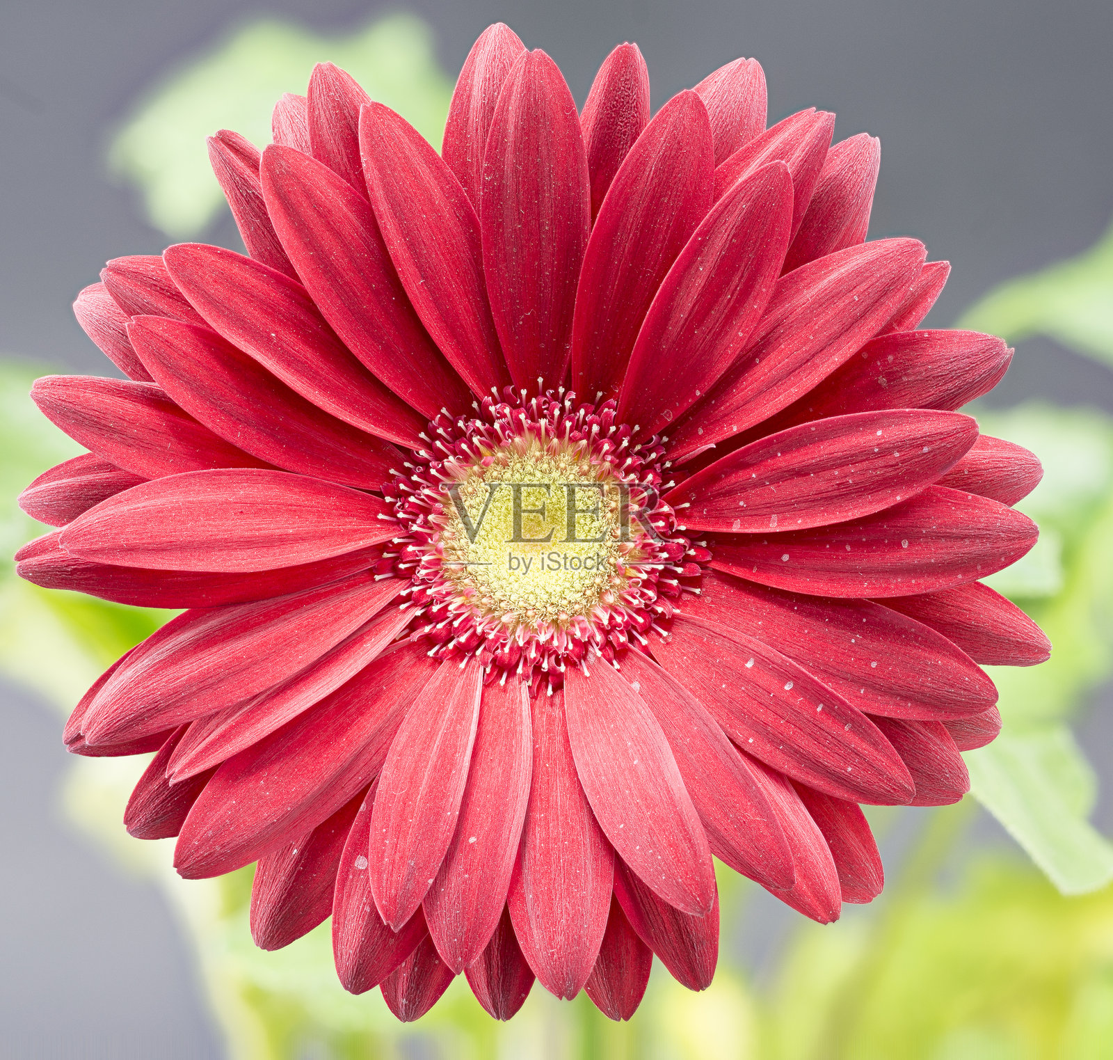 红色非洲菊特写照片摄影图片