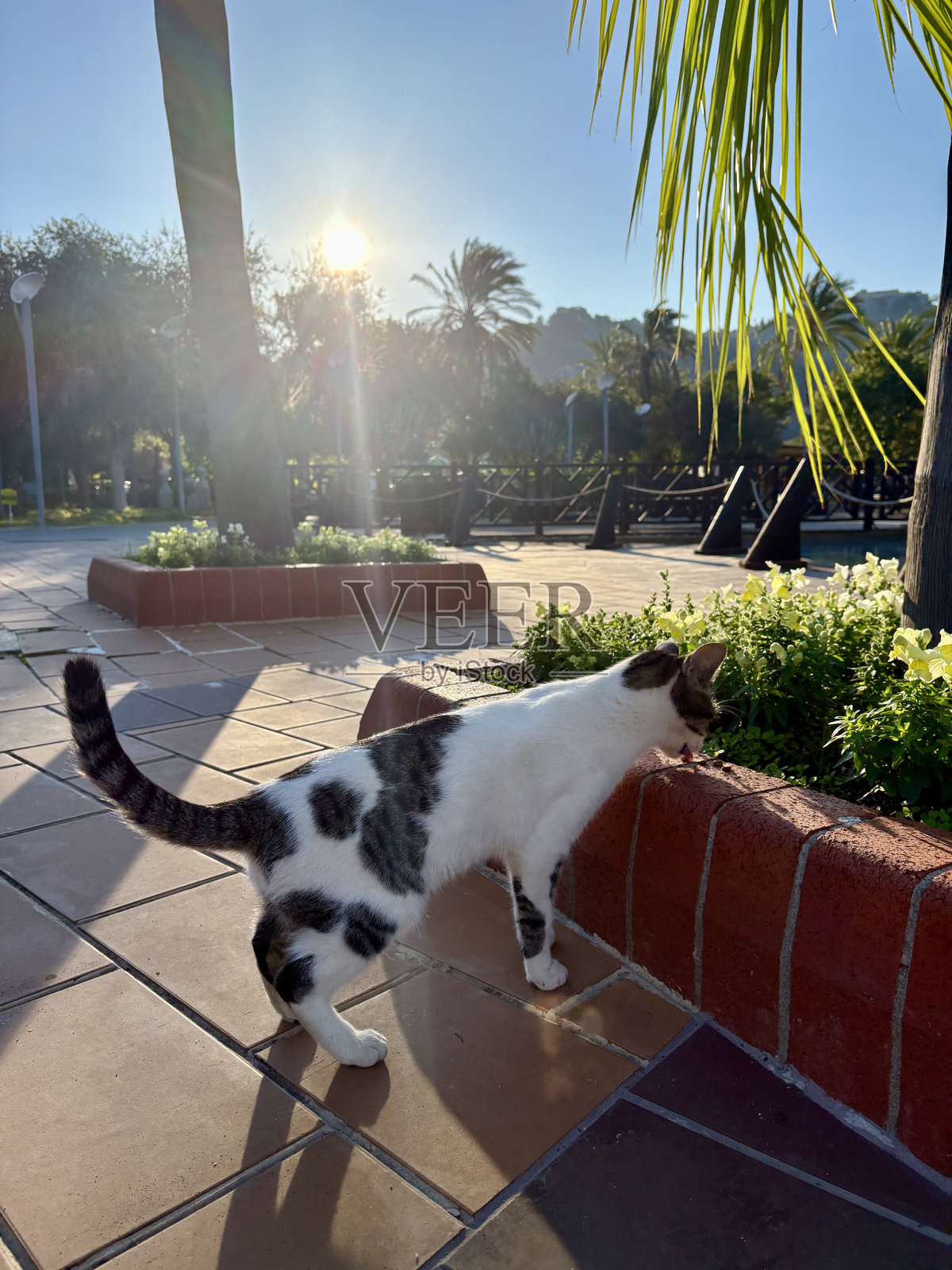 街头猫在走动照片摄影图片