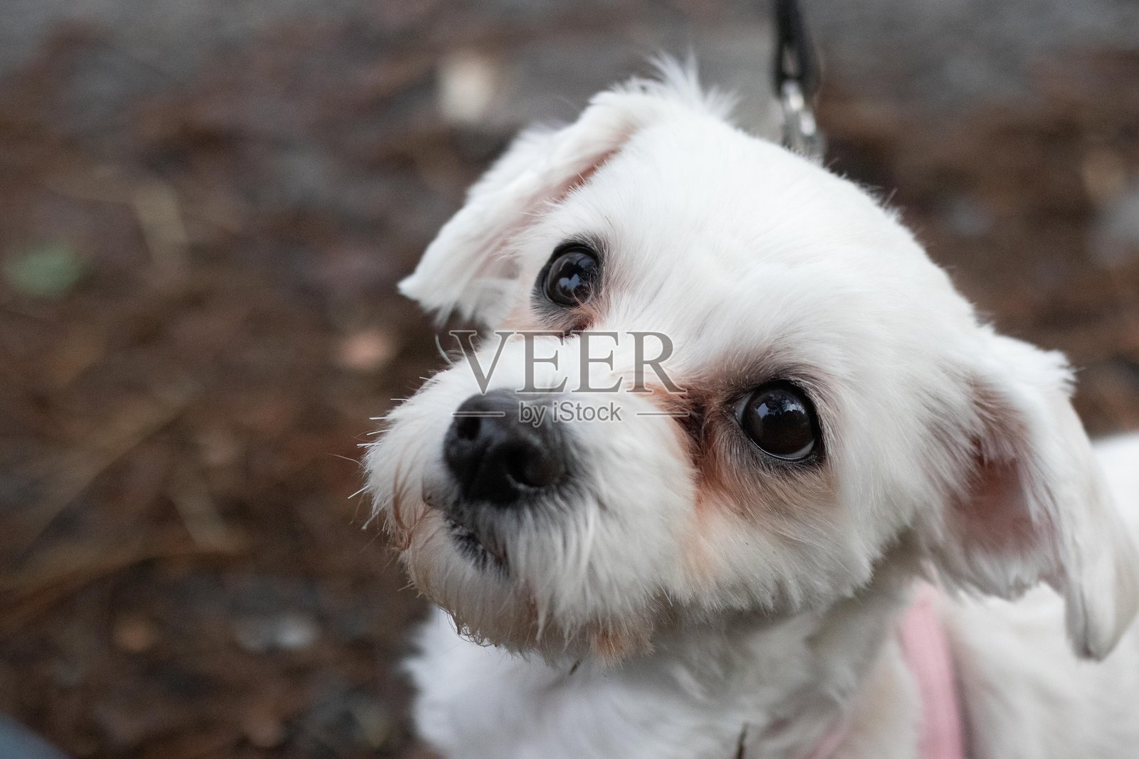 可爱的白色小狗在户外，带着牵引绳，显得好奇而顽皮照片摄影图片