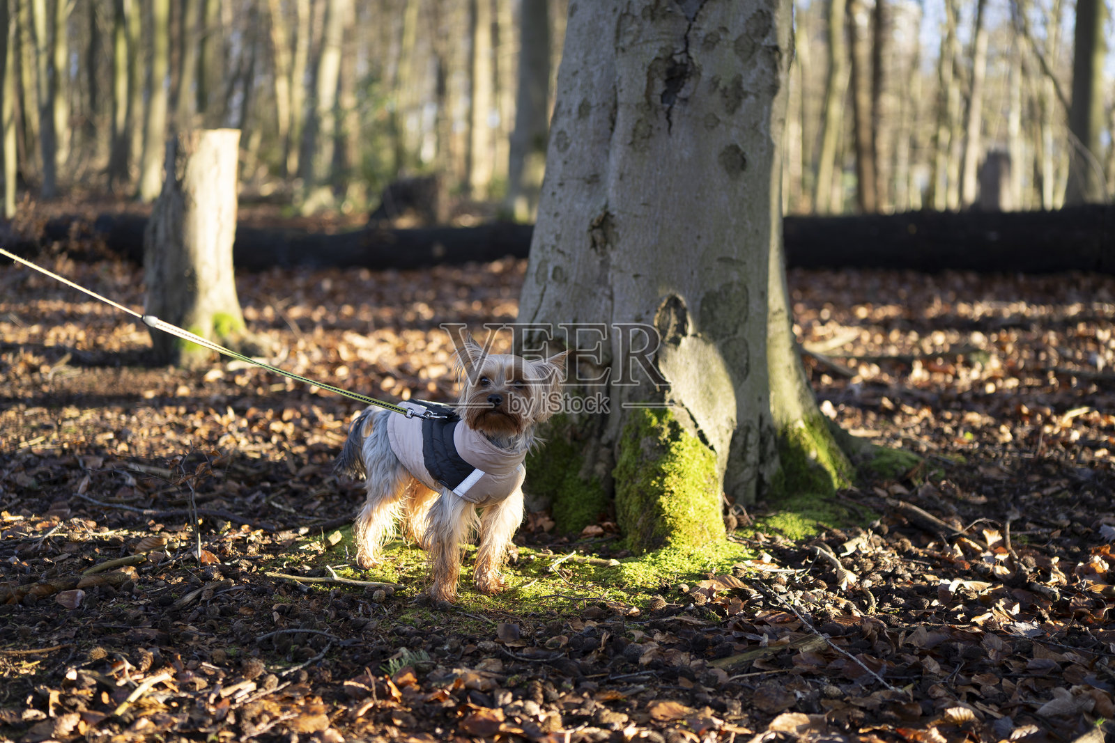 可爱的小约克夏犬在秋季森林中牵着绳子。活泼的小狗概念照片摄影图片