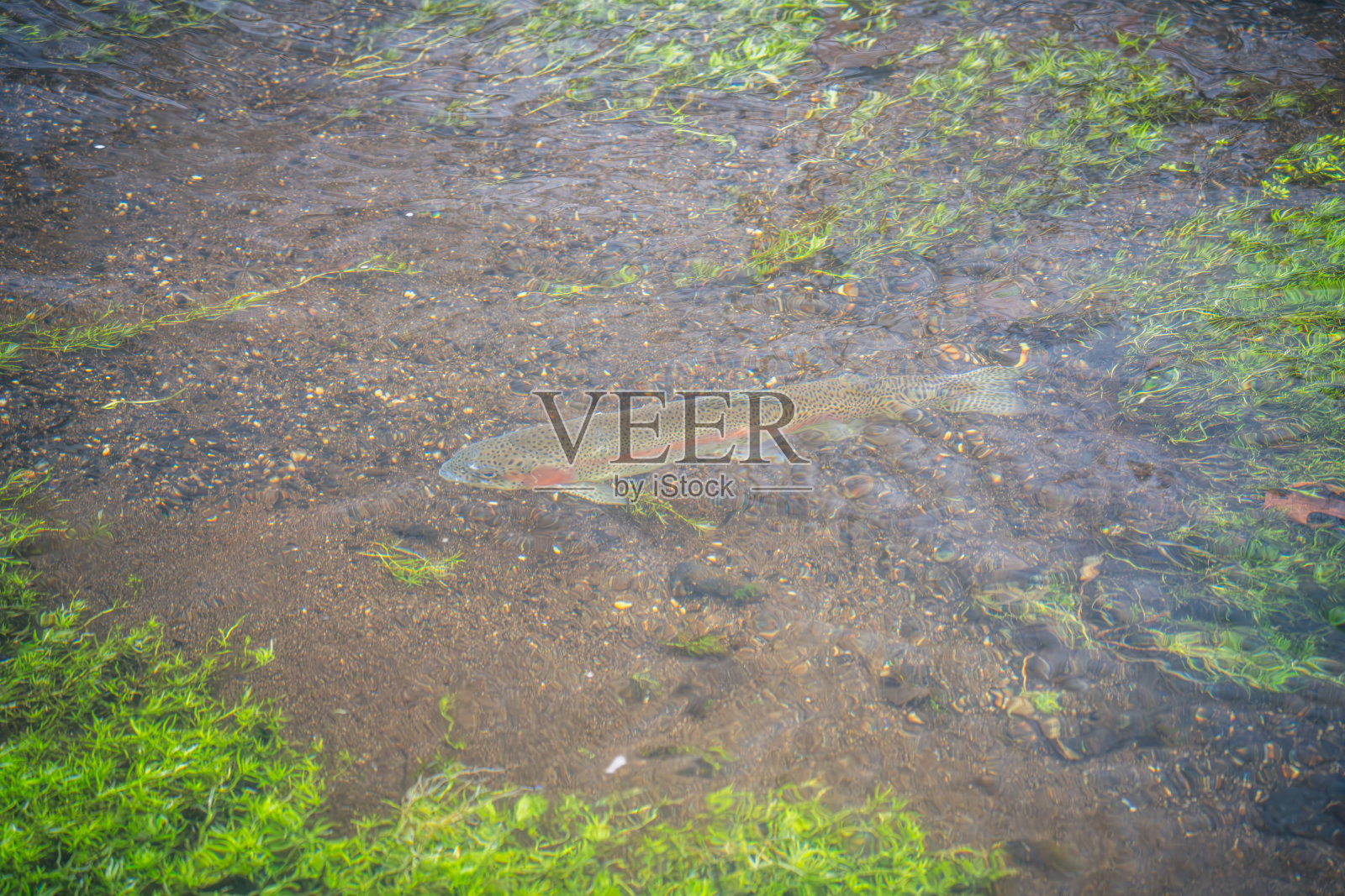 北美彩虹鳟鱼与自然照片摄影图片