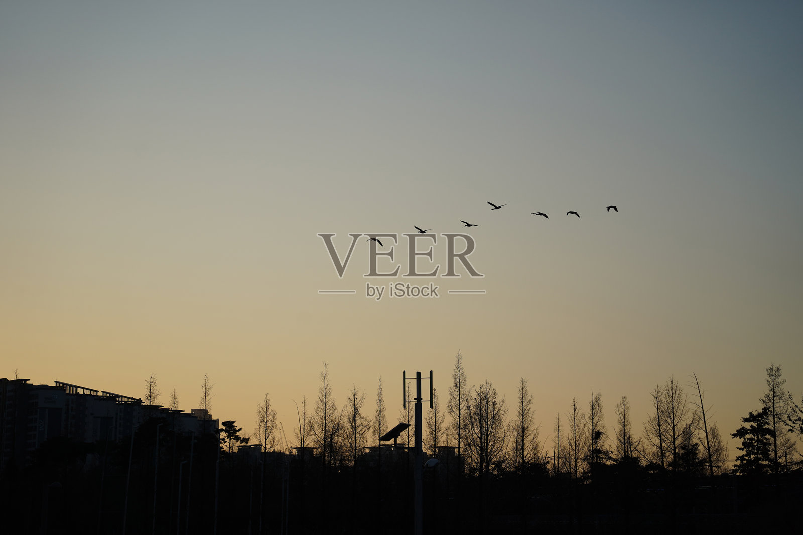 迁徙鸟在日落时分飞翔在城市上空照片摄影图片