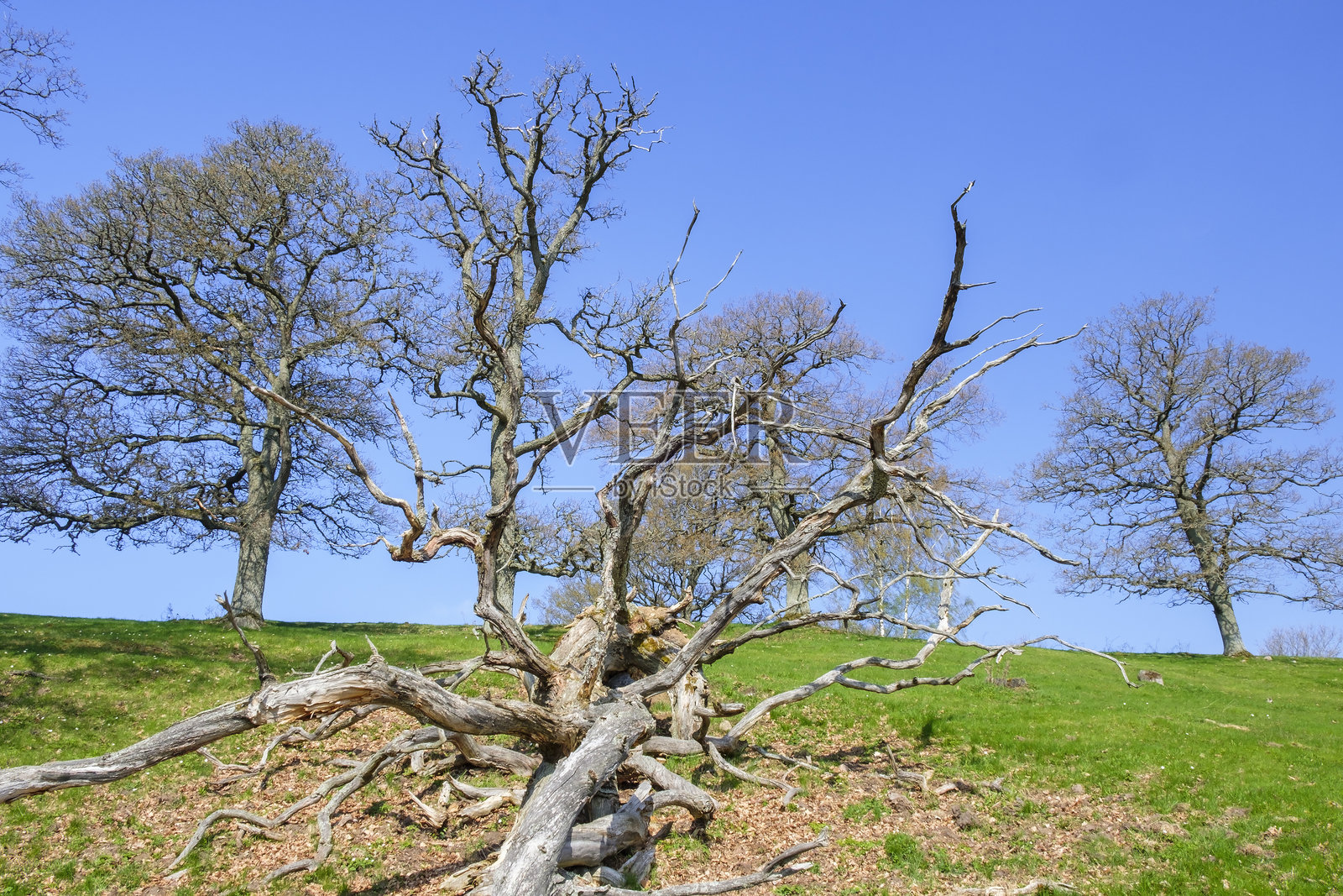 春天时，山坡上的草地上倒下的老橡树照片摄影图片