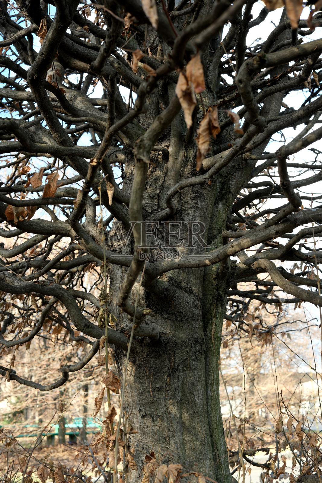 扭曲的树枝在宁静的冬季景观中向天空伸展照片摄影图片