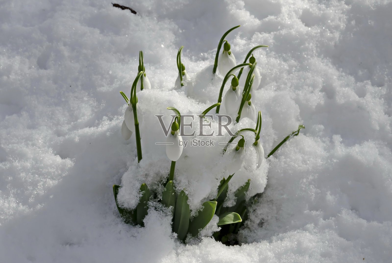 早春雪地花园中的新鲜白色雪花莲照片摄影图片