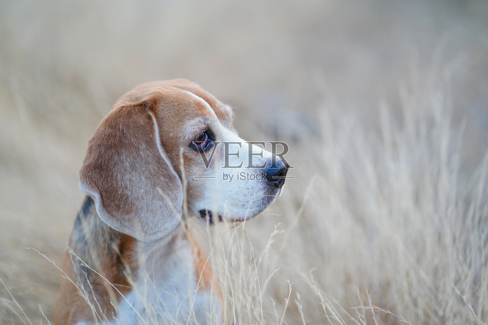 一只可爱的比格犬在傍晚的草地上坐着。照片摄影图片
