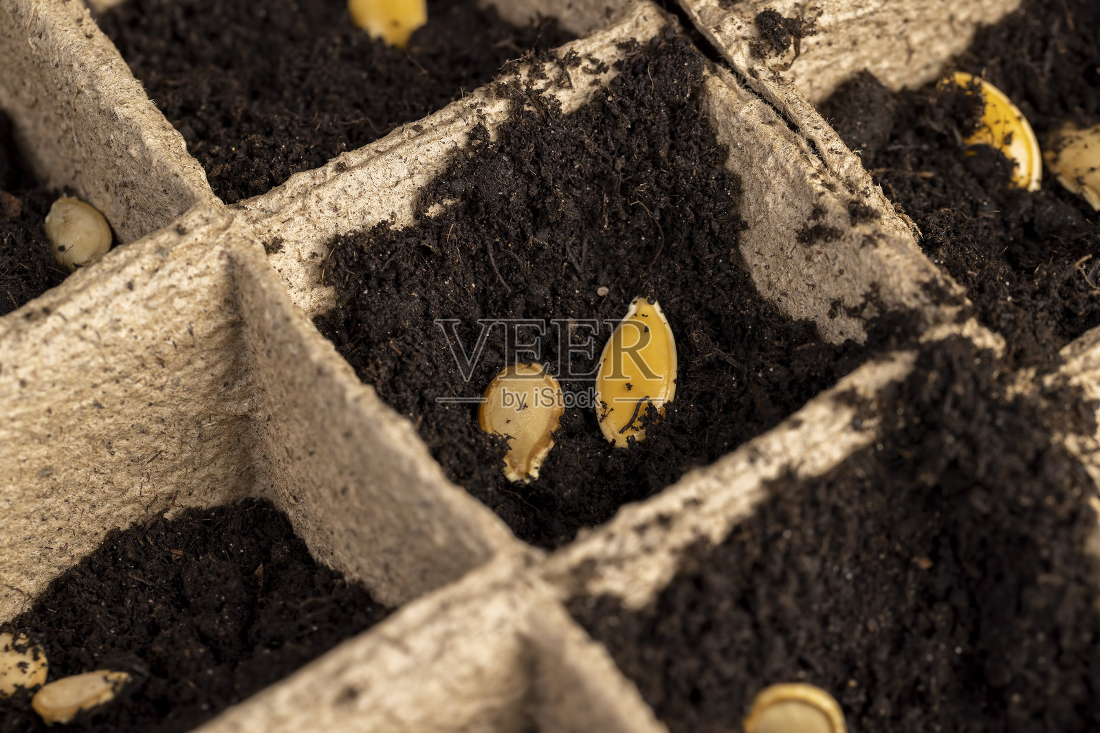 在纸杯中播种于肥沃的土壤中照片摄影图片