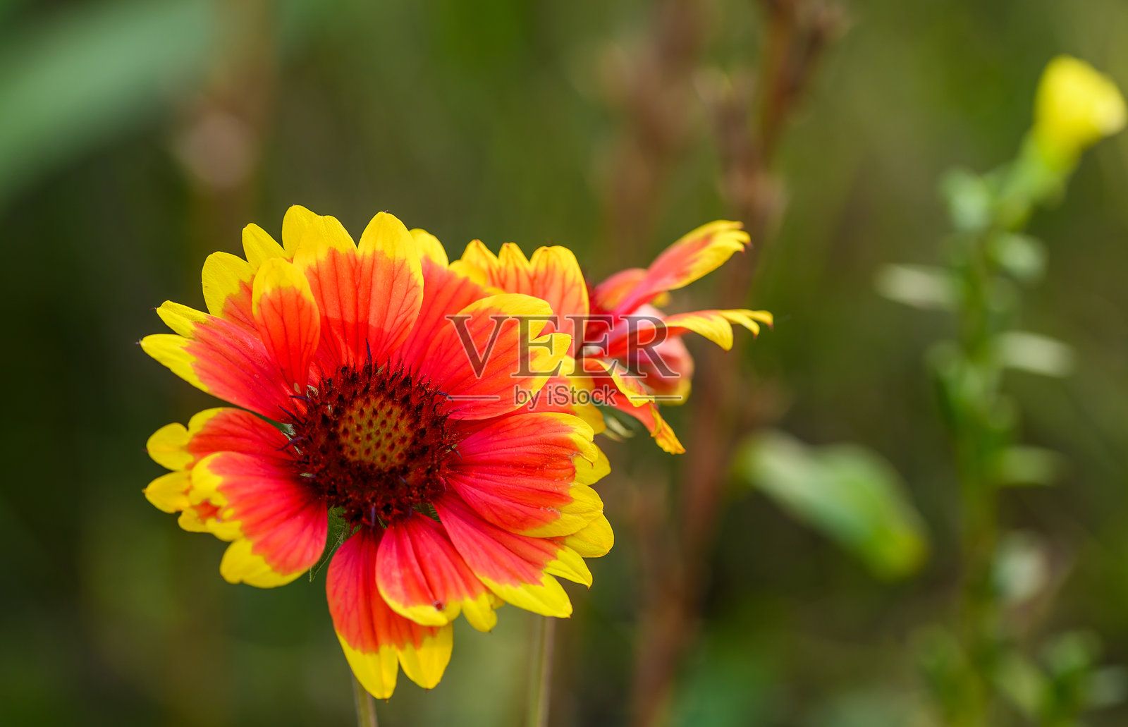 盛开的花朵，美丽的千日红，一种红色花瓣边缘带有黄色的漂亮植物照片摄影图片