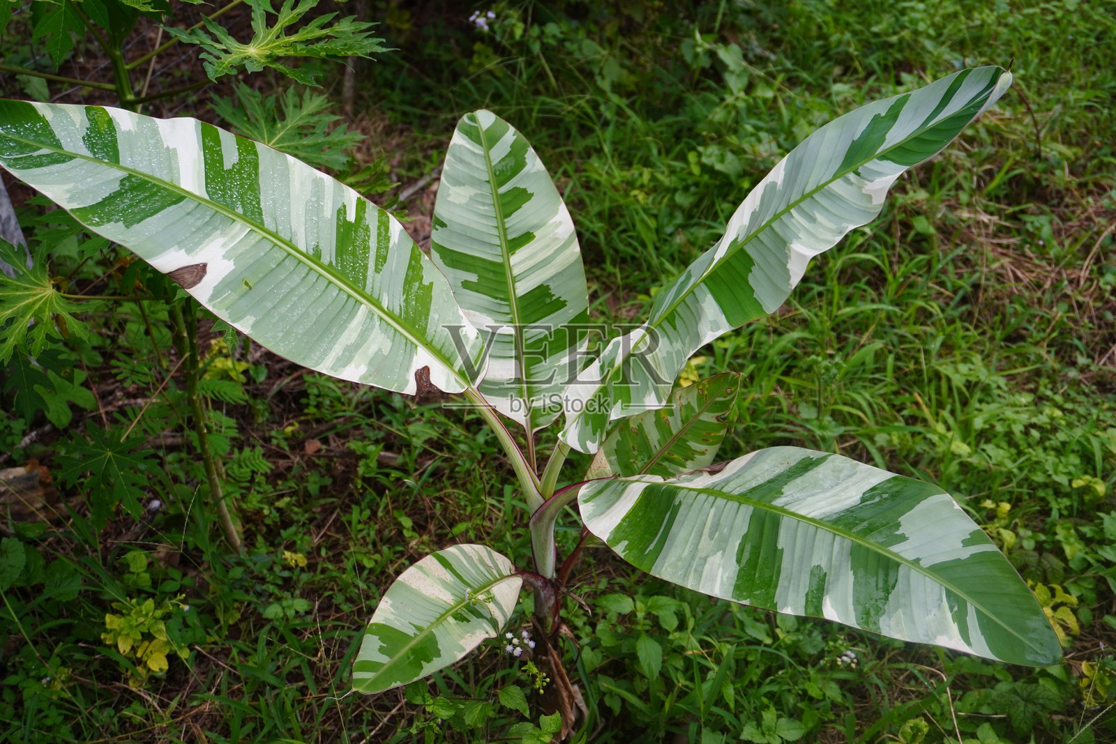 变色香蕉叶特写。佛罗里达芭蕉叶特写。照片摄影图片