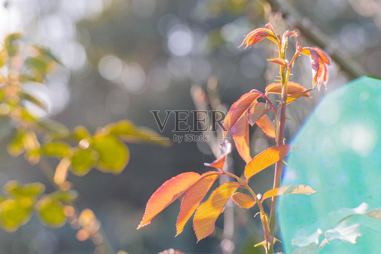 秋天的树枝特写，五彩斑斓的叶子映衬着自然背景照片摄影图片